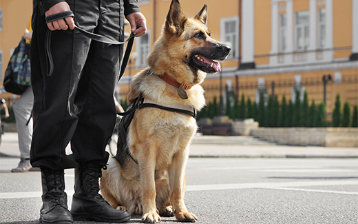 Trained Guard Dog Provision